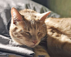 Собаки и кошки в добрые руки