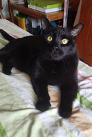 Собаки и кошки в добрые руки