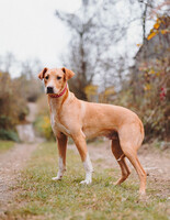 Собаки и кошки в добрые руки