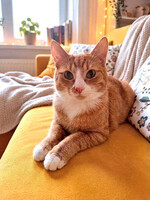 Собаки и кошки в добрые руки