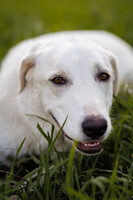 Собаки и кошки в добрые руки