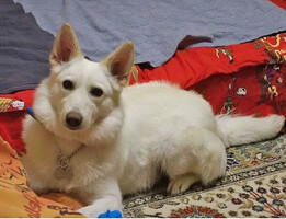 Собаки и кошки в добрые руки