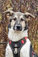 Собаки и кошки в добрые руки