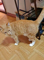 Собаки и кошки в добрые руки