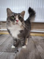 Собаки и кошки в добрые руки