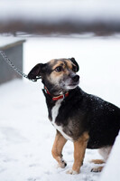 Собаки и кошки в добрые руки