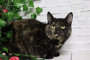 Собаки и кошки в добрые руки