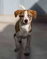 Собаки и кошки в добрые руки