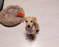 Собаки и кошки в добрые руки