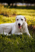 Собаки и кошки в добрые руки