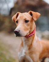 Собаки и кошки в добрые руки