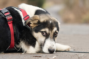 Собаки и кошки в добрые руки