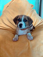 Собаки и кошки в добрые руки