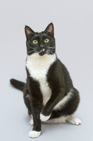 Собаки и кошки в добрые руки