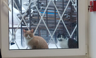 Собаки и кошки в добрые руки