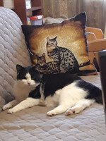 Собаки и кошки в добрые руки