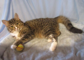 Собаки и кошки в добрые руки