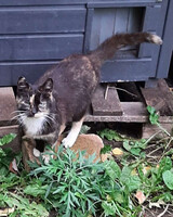 Собаки и кошки в добрые руки