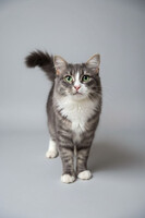 Собаки и кошки в добрые руки