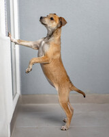 Собаки и кошки в добрые руки