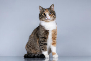 Собаки и кошки в добрые руки