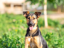 Собаки и кошки в добрые руки