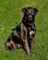 Собаки и кошки в добрые руки