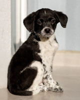 Собаки и кошки в добрые руки