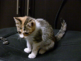 Собаки и кошки в добрые руки