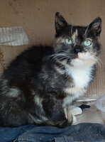 Собаки и кошки в добрые руки