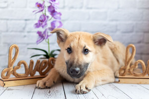 Собаки и кошки в добрые руки