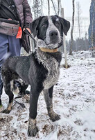 Собаки и кошки в добрые руки