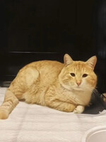 Собаки и кошки в добрые руки