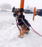 Собаки и кошки в добрые руки