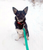 Собаки и кошки в добрые руки