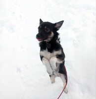 Собаки и кошки в добрые руки