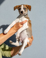 Собаки и кошки в добрые руки