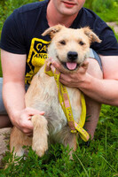 Собаки и кошки в добрые руки