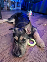 Собаки и кошки в добрые руки