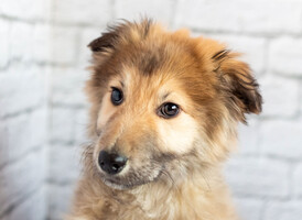 Собаки и кошки в добрые руки