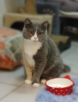 Собаки и кошки в добрые руки