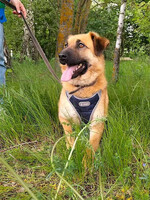 Собаки и кошки в добрые руки