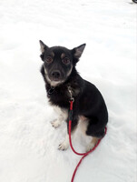 Собаки и кошки в добрые руки