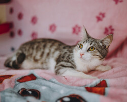 Собаки и кошки в добрые руки