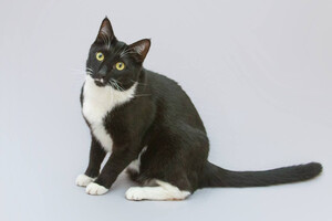 Собаки и кошки в добрые руки