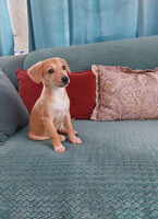 Собаки и кошки в добрые руки