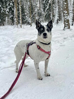 Собаки и кошки в добрые руки