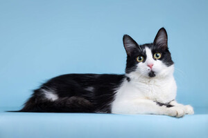 Собаки и кошки в добрые руки