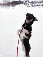 Собаки и кошки в добрые руки