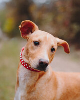 Собаки и кошки в добрые руки